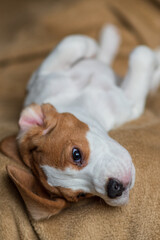 Fototapeta premium Сute beagle puppy at home