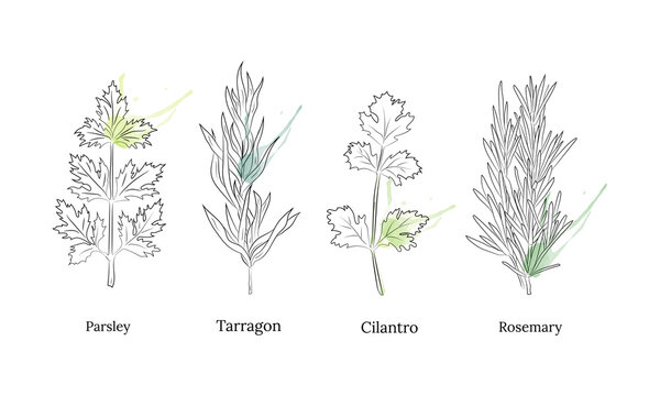 Herbs and spices collection. Vector Collection of hand drawn Spices and Herbs. Botanical plant illustration. Vintage Medicinal Herbs and plants. 
