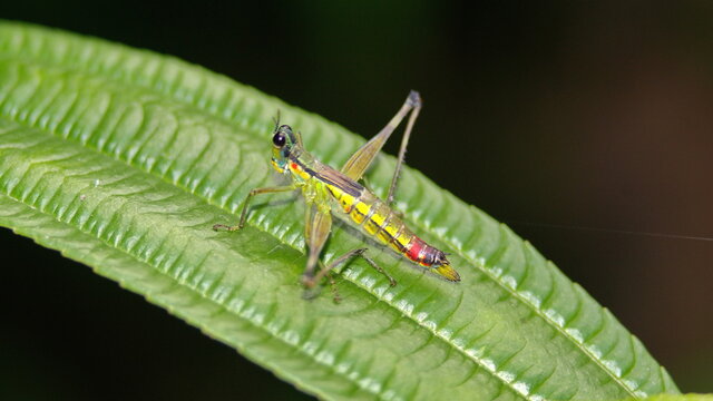 Colorful grasshopper on a leaf at El Reventador Volcano in Napo province, Ecuador