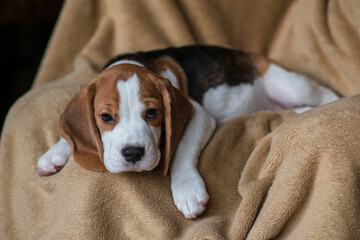 Сute beagle puppy at home