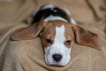 Сute beagle puppy at home