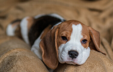 Сute beagle puppy at home