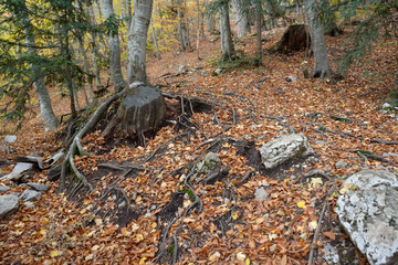 Autumn panoramic view of a forest litter of roots, leaves and stones full of leaves. soft focus