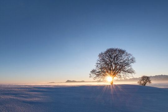 winter sunrise behind a tree with a view of a mountain ranch