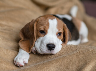 Сute beagle puppy at home