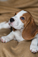 Сute beagle puppy at home