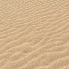 Fototapeta na wymiar pattern and texture in sand of a dutch beach