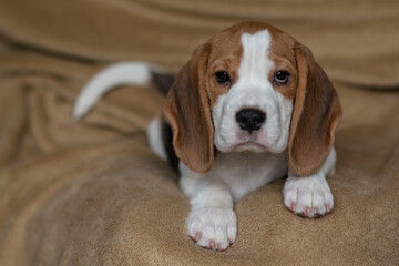 Сute beagle puppy at home