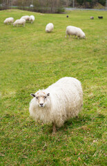 Obraz premium A flock of sheep grazing on the field