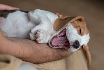 Сute beagle puppy at home