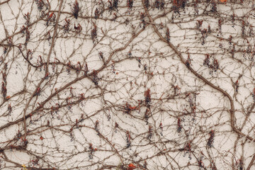Branches climbing plant with berries on the white plaster wall background