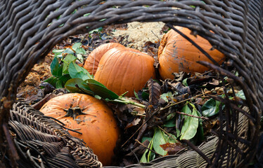 Compost pile including rotting pumpkins. Ecology and food waste concept.