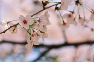 桜に癒される春