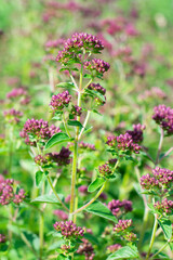 Fototapeta premium Marjoram or oregano herb is growing on the field or garden. Blooming seasoning plant with tiny violet flowers under bright sunlight. Food ingredient