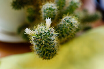 Blossoming cactus coarse close up