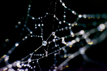 Natural background with filigree spiderweb.Lots of tiny droplets on web threads, macro photo