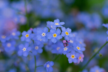 Wonderful blue small forget-me-not flowers with bright yellow cores as floral background.Macro photo close up