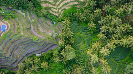 aerial view of Tegalalang Rice Terrace, Ubud, Bali, Indonesia