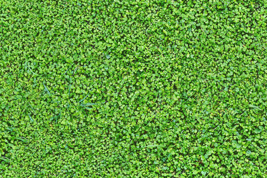 Seamless green leaf plants ground texture, small leaves meadow pattern, high resolution repeatable nature wallpaper, seams free, perfect for renders and architectural works.