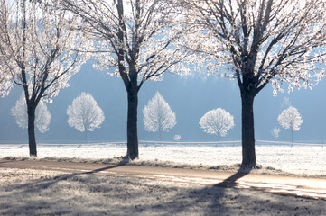 Fototapeta na wymiar Winter in Bayern, Deutschland, Bäume mit Raureif