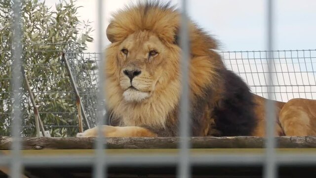 close-up of a lion sitting in a zoo cage