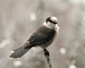 Grey Jay stock photos. Grey Jay perched on branch with blur background in its environment and habitat. Image. Picture. Portrait.