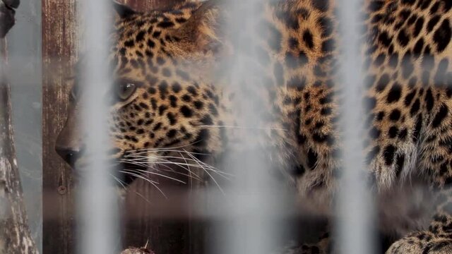 leopard sitting in a cage at the zoo