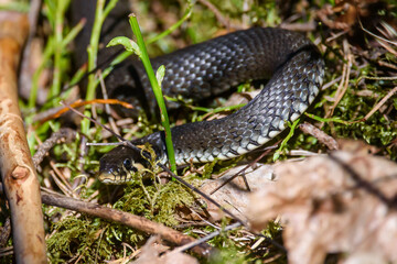 Selective focus photo. Grass snake, natrix natrix.
