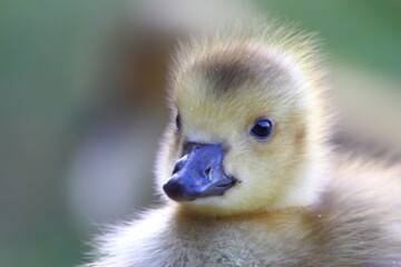 Cute downy baby gosling chick