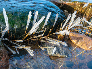 abstract formations of frozen sea reeds