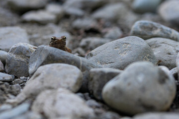 Frog standing on the stones