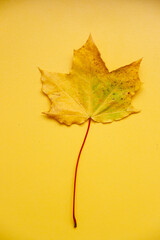 yellow maple leaf on yellow background. Vertical photo