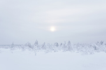 northern landscape - frozen forest tundra under deep snow in a frosty haze