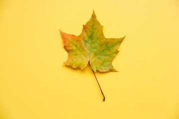 yellow maple leaf on yellow background