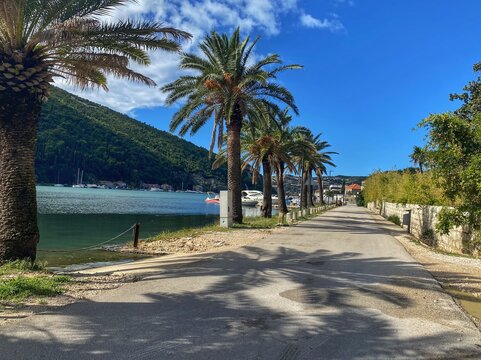 Palm Trees on the side of the road by the river Ombla, Adriatic Sea, Dubrovnik Croatia