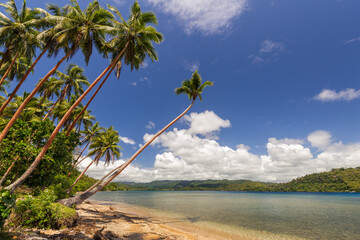 Beautiful beach with palm trees on Malekula island, Vanuatu