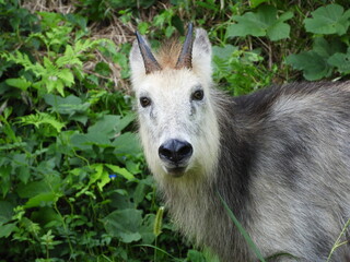 二ホンカモシカ