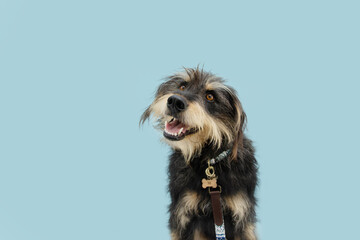 Attentive furry dog wearing collar and leash. Isolated on blue colored background.