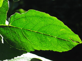 Leuchten eines Blattes