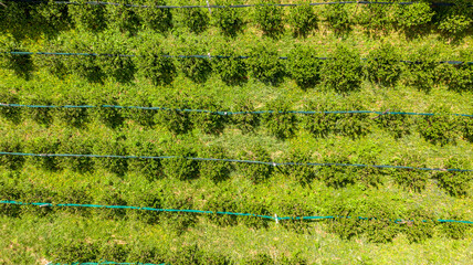 Drop down view of irrigation szstem running along blueberrz farm.