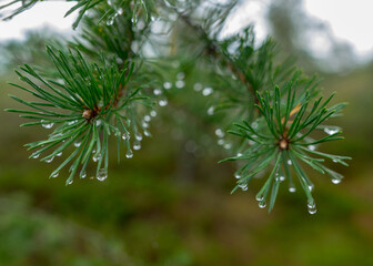 Naklejka na ściany i meble wet pine needles, rain drops fallen into needles, blurred background, rainy weather
