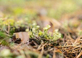 abstract bog moss, lichen and grass texture, bog vegetation, suitable for background