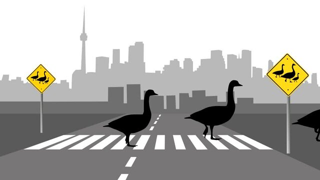 Cityscape with geese walking at zebra crosswalk (animation, seamless loop)