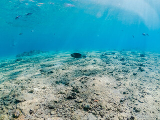 Underwater view with tropical fishes on sandy bottom of Red Sea