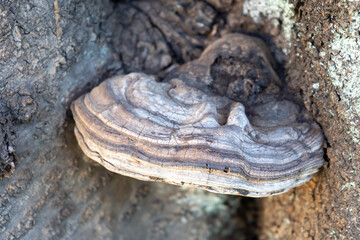 上から見た桜の木の幹にできた猿の腰掛け(サルノコシカケ)