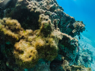 A pipefish (Syngnathus variegatus) in coral reef in the Red Sea