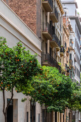 Fototapeta na wymiar Orange Trees In Barcelona City, Spain