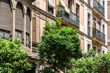 Fototapeta na wymiar Orange Trees In Barcelona City, Spain