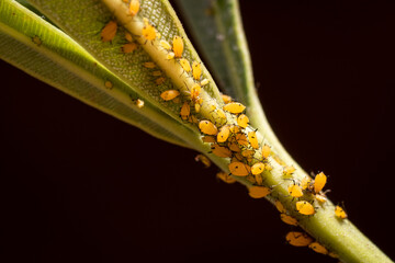 Aphid pest infestation on oleander plant. Selective focus, black background	