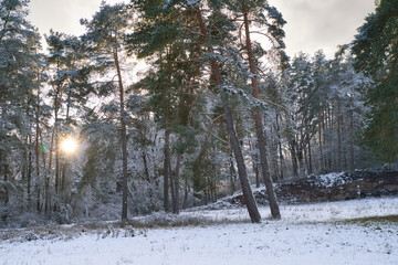 Im Wald - Sonnenstrahlen scheinen durch die Bäume im Abendrot - Energie auftanken in der Natur Landschaft